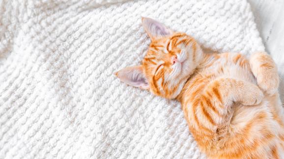 Защо котките дишат бързо, когато спят?