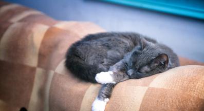 домашна котка