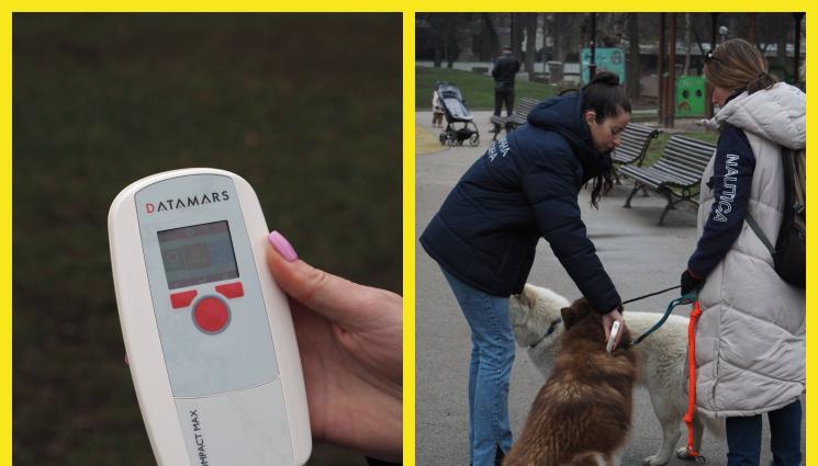 чип за домашни любимци - Съвместна акция на „Телеграф“ и Столичния инспекторат: Проверяват домашните любимци за чип, повод и паспорт