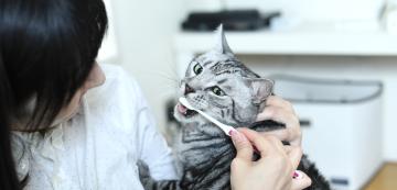 Какви са рисковете от почистването на зъбите при по-възрастни котки?