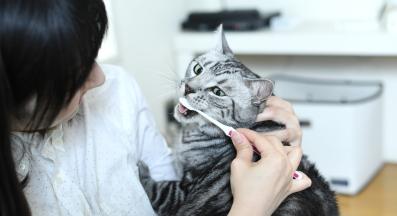 почистване на зъби на котка