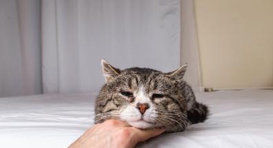 възрастна котка