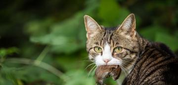Опасно ли е за котките да ядат мишки?