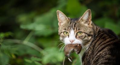 котка ловува мишка