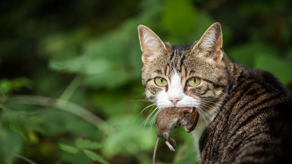 Опасно ли е за котките да ядат мишки?