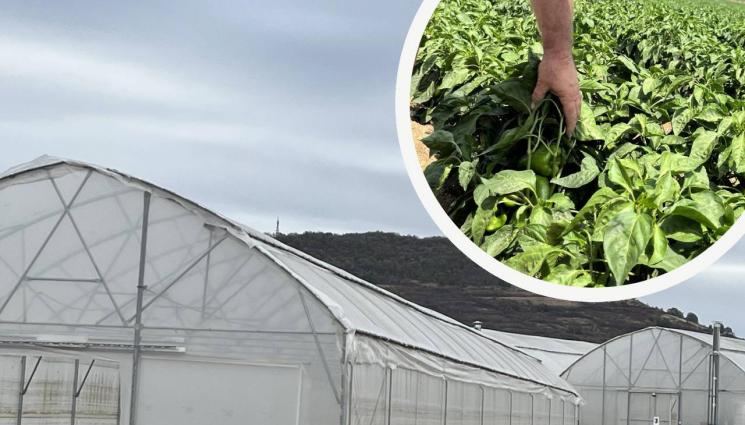 агро - Агро Телеграф: Внасят от Узбекистан работници за оранжериите