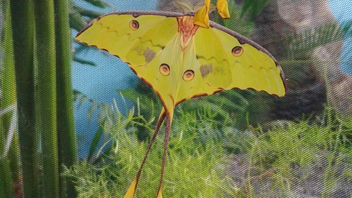 маймуни животни