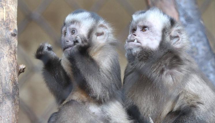 маймуни животни - Маймуни се излекуваха от диабет