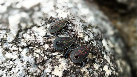 миризливки