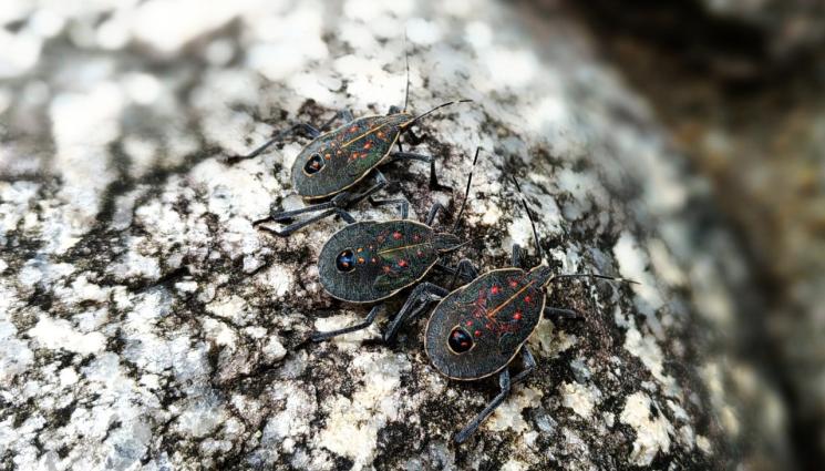 миризливки - Агро Телеграф: Миризливки поразяват зеленчуци и овошки