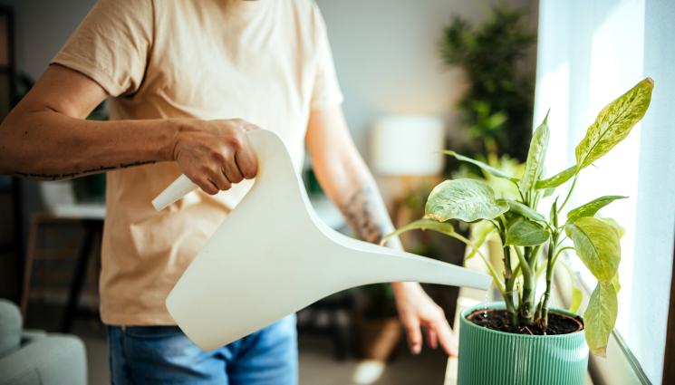 цветя поливане - Агро Телеграф: Листата жълтеят заради твърде често поливане