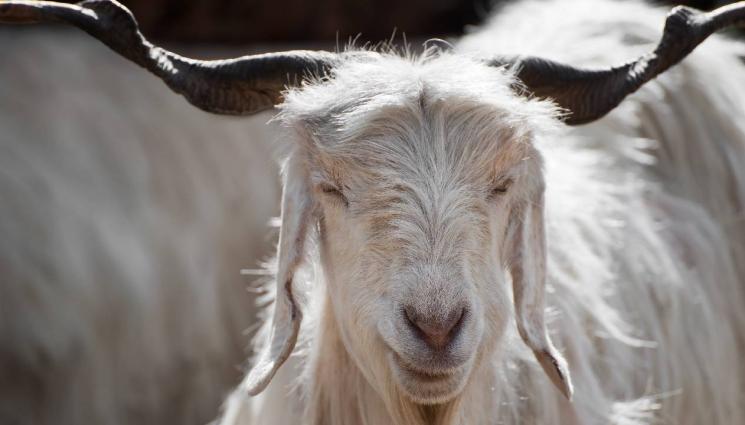 тибетска коза - НЕ СЕ СПИРАТ: Китайски учени клонираха две тибетски кози за първи път в света
