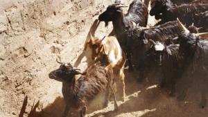 Китайски учени клонираха успешно тибетски кози