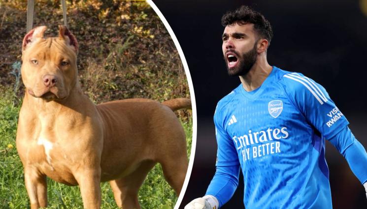 Давид Рая - Вратарят на Арсенал отглежда куче убиец