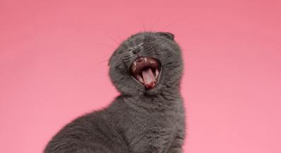 котка мяука