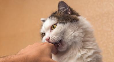 котка се обучава