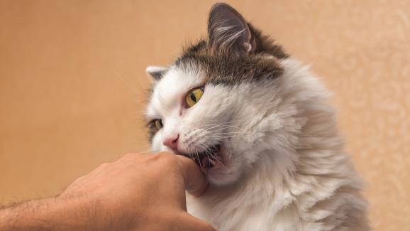5 метода, с които да научите котката си да не хапе