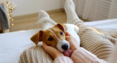 куче облизване