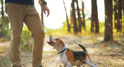 куче дресура