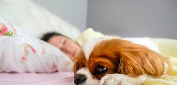 Как да се справим с безсънието на кучето си