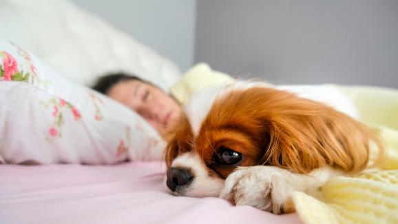 Как да се справим с безсънието на кучето си