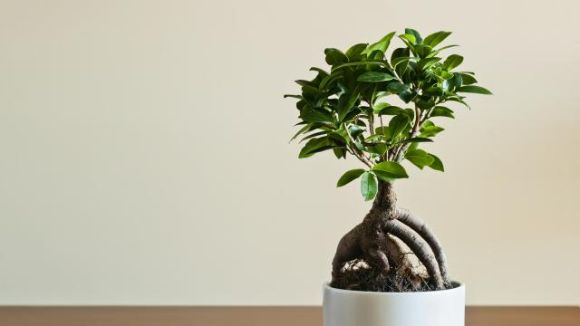 Как да отглеждаме фикус женшен у дома