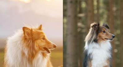 Коли и Шелти