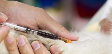 Кръвните тестове показват ли наличие на рак при котките