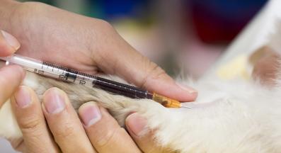 взимане на кръв на котка