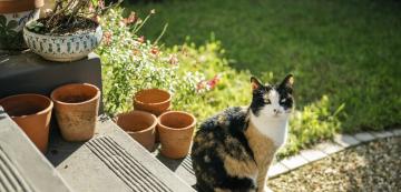 4 лесни начина да се отървете от миризмата на котешка урина в двор на къщата си