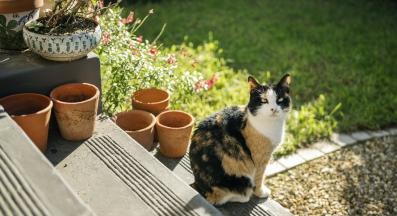 котка навън