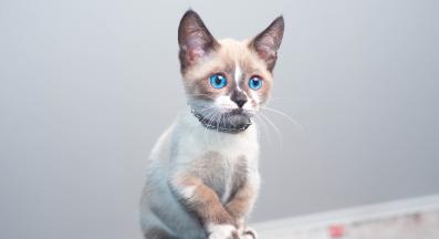 котка Манчкин