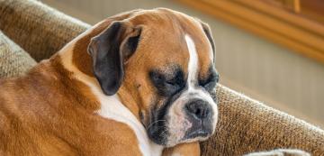10 породи кучета с най-странните и забавни навици за сън