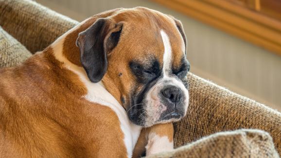 10 породи кучета с най-странните и забавни навици за сън