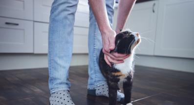 котка в краката на стопанин