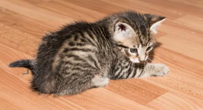 котка у дома