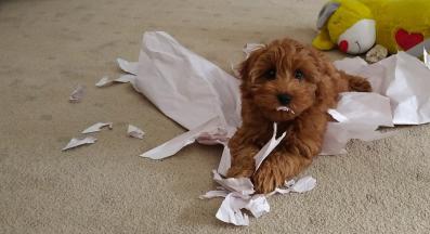 куче лошо поведение