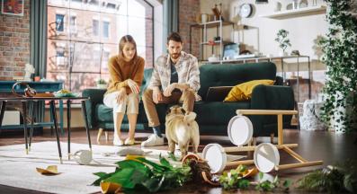 куче лошо поведение