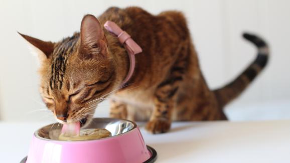 Защо е трудно за котките да усвояват въглехидрати?
