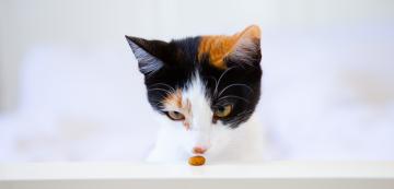 Могат ли възрастните котки да се хранят с храна за котенца