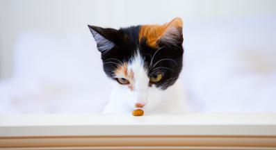 котка се храни