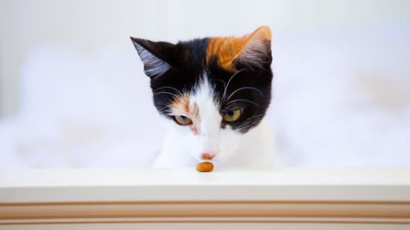 Могат ли възрастните котки да се хранят с храна за котенца