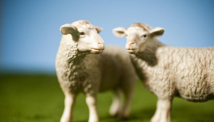 овца - 27 години след раждането на Доли: Клонингите атакуват!