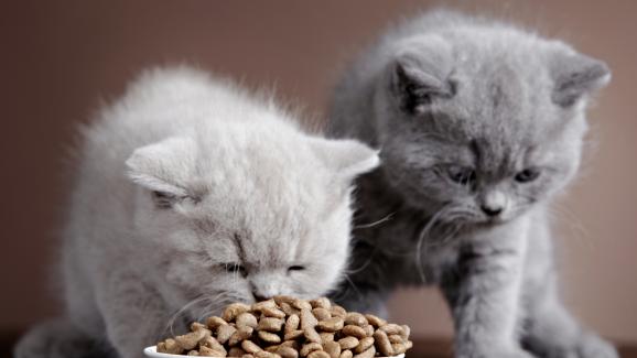 Могат ли две котки да споделят една и съща купа за храна