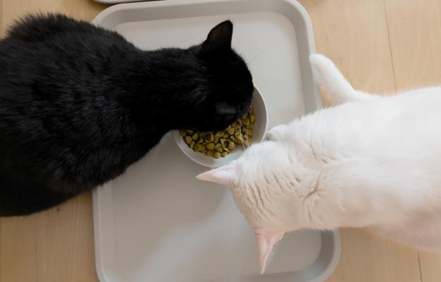 две котки се хранят