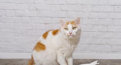 домашна котка