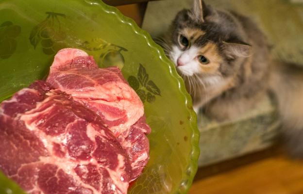котка яде месо