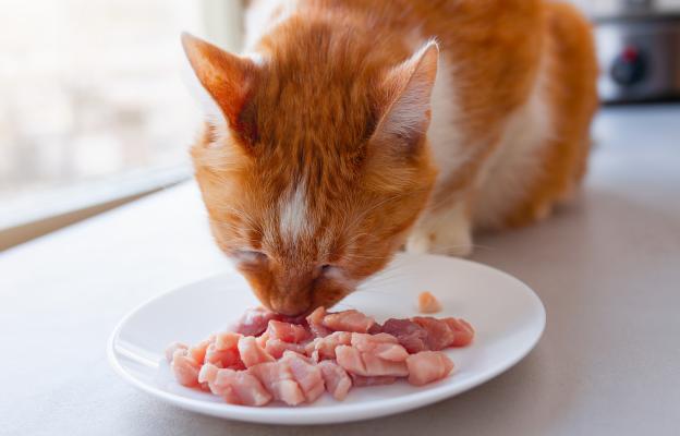 котка яде месо