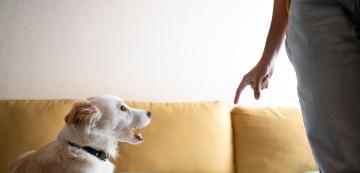 7 неща, които собствениците на кучета не бива да казват