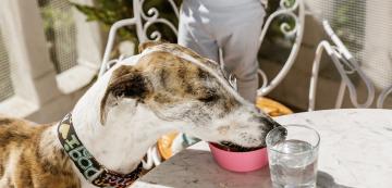 5 породи кучета с необичайни хранителни навици